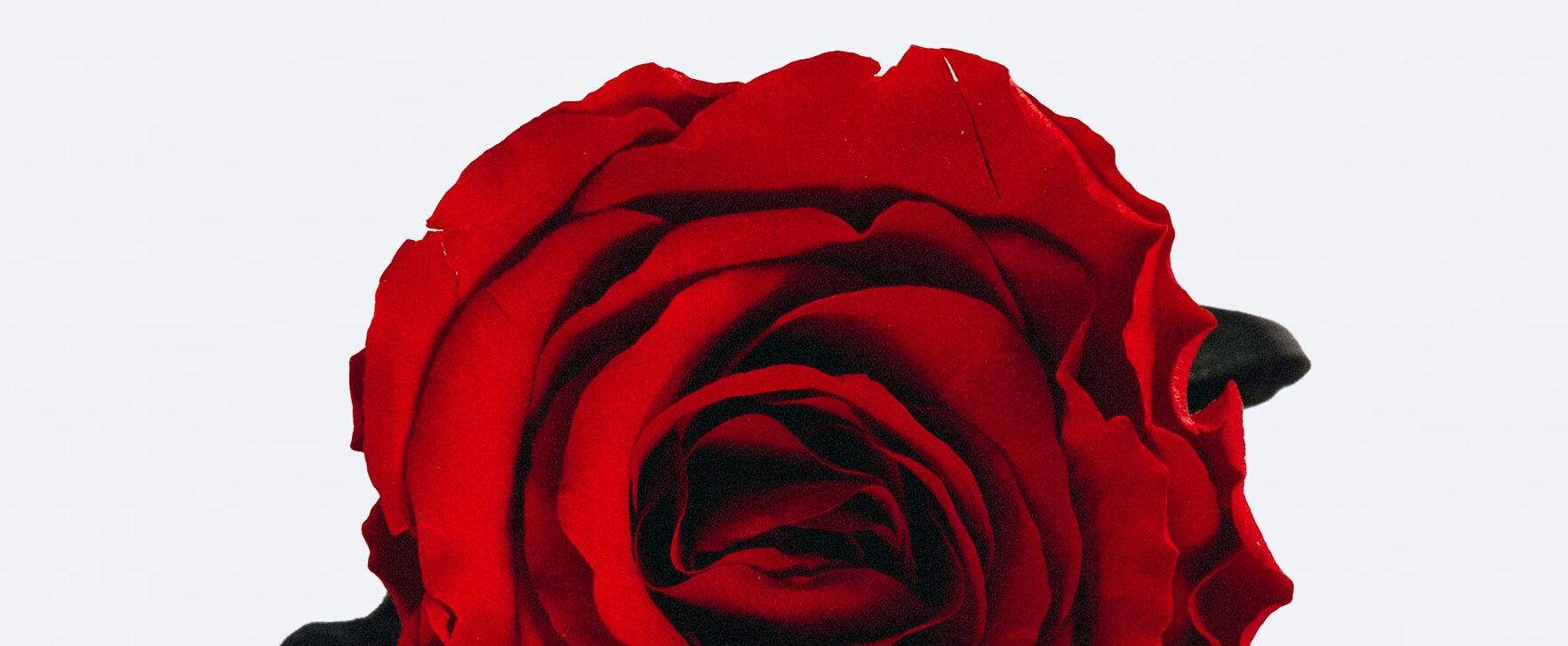 My Love is Like a Red Red Rose