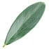 Olive leaf absolute