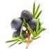 Corsican juniper berry