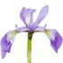 Florentine iris absolute
