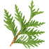 Cedar leaf