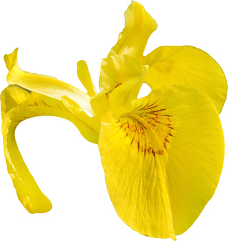 Itallian yellow iris