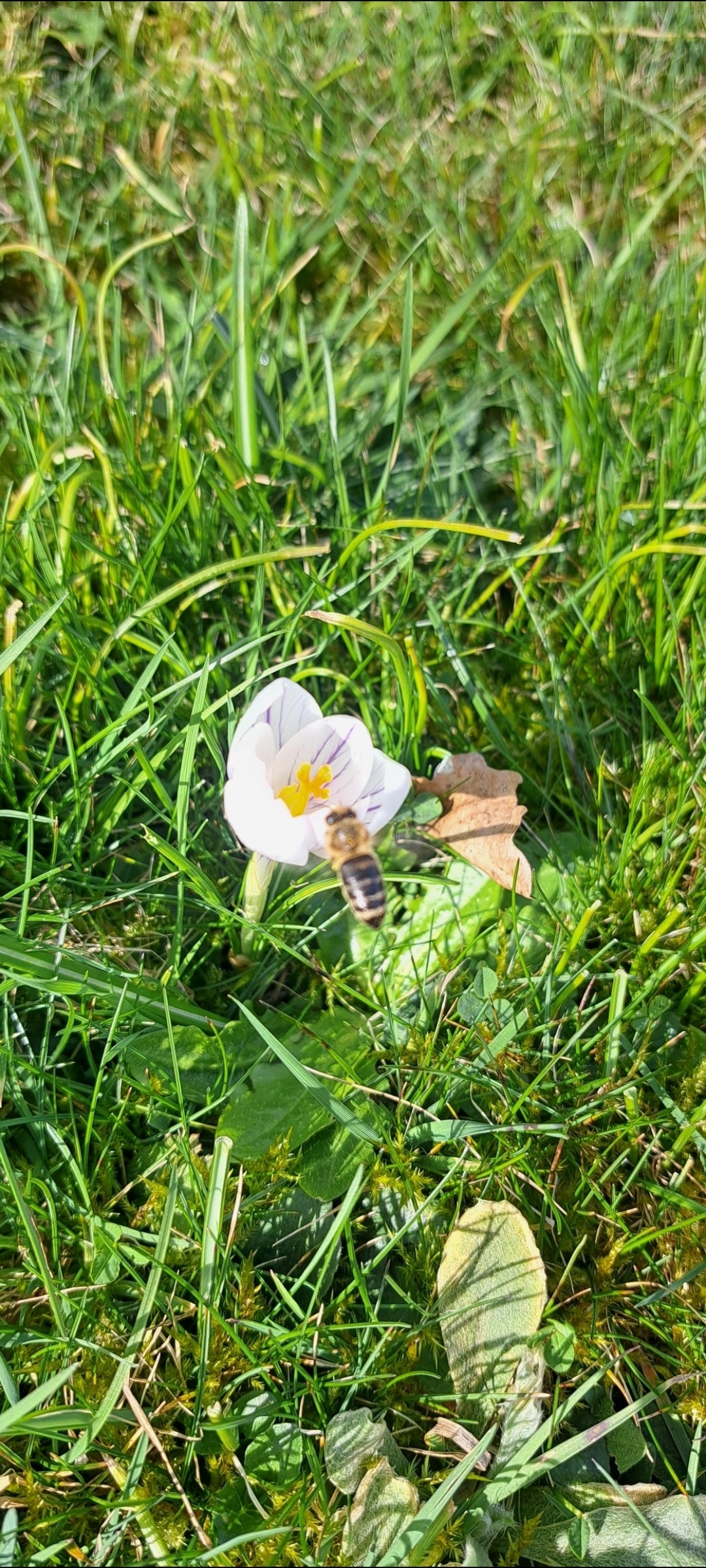 So wird es Frühling... Wenn sich Blüten öffnen und erste Bienchen zu Besuch kommen 🐝🌷