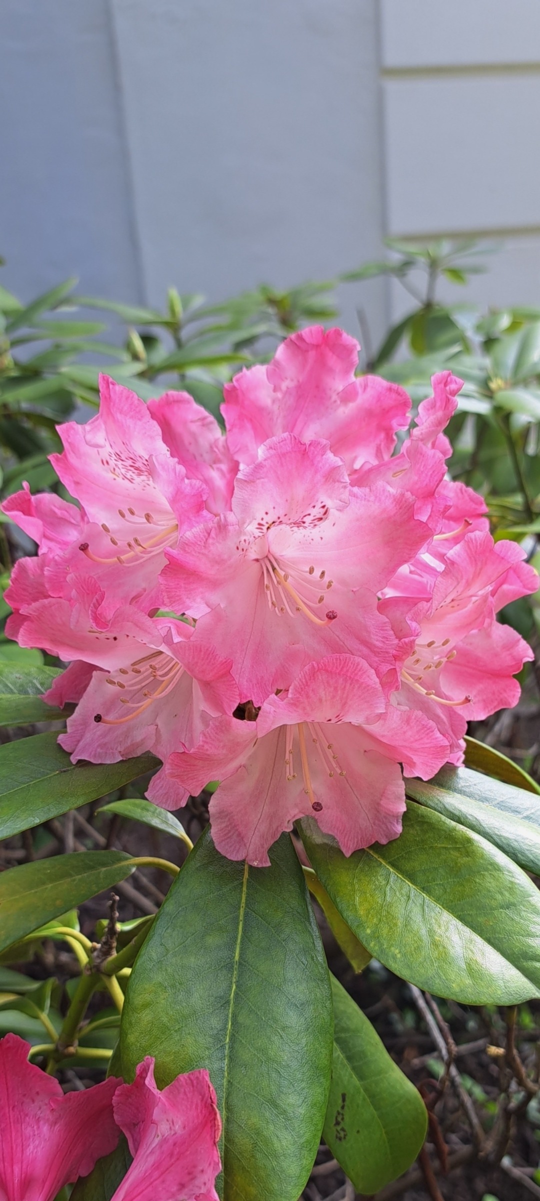 Great Laurel Rhododendron