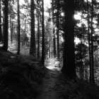 Weg (Wald von Brocélia...